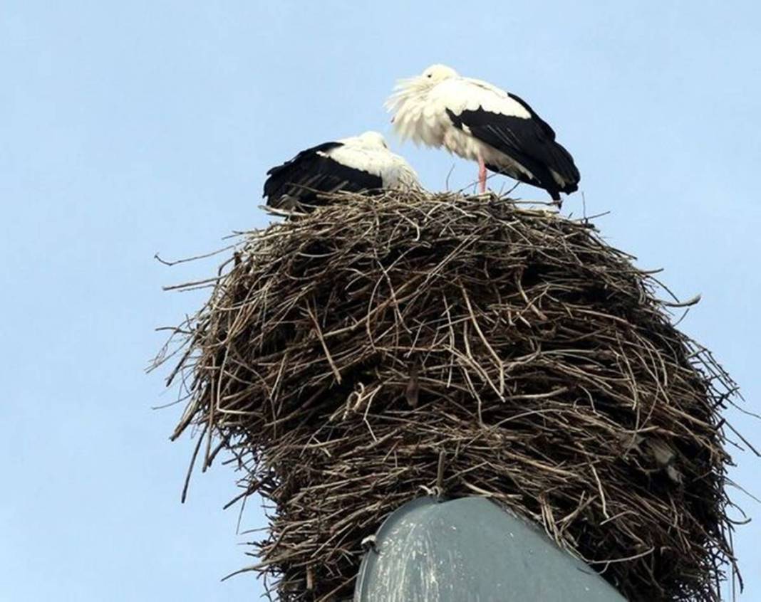 Artık bu zahmete girmiyorlar bile! Doğanın dengesinin bozulduğunun en büyük ispatı gibi... 11